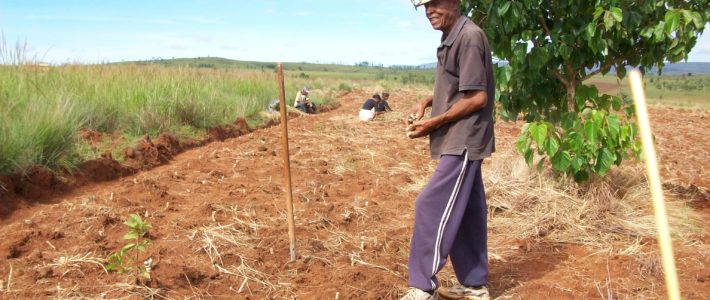 Plantation du manioc